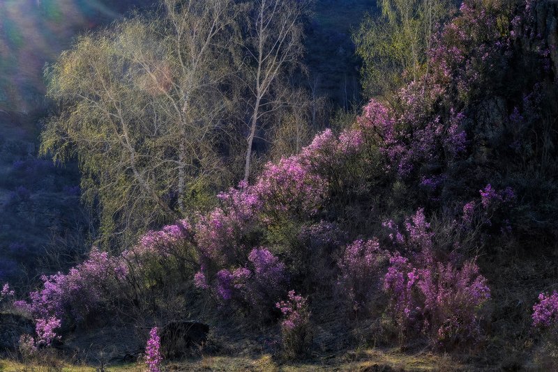 Весенний этюдphoto preview