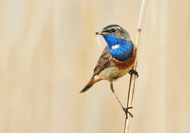 bird, birds, animals, animal, bluethroat, wildlife, nature, Bluethroatphoto preview