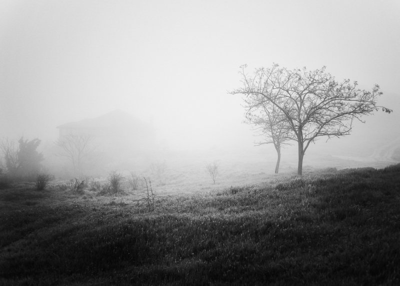 чб, Керчь, дерево, туман ***photo preview