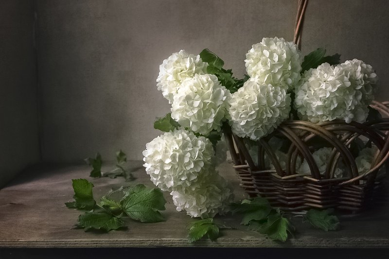 натюрморт, бульдонеж, корзина, белые цветы, весна Весной.photo preview