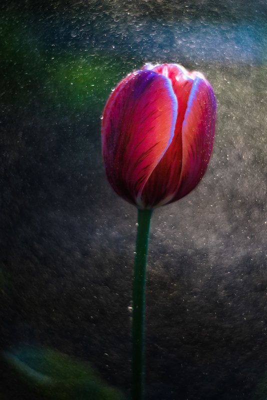 цветы, тюльпан, весна, primoplan58, макро, боке, флора Цветочек аленький.photo preview