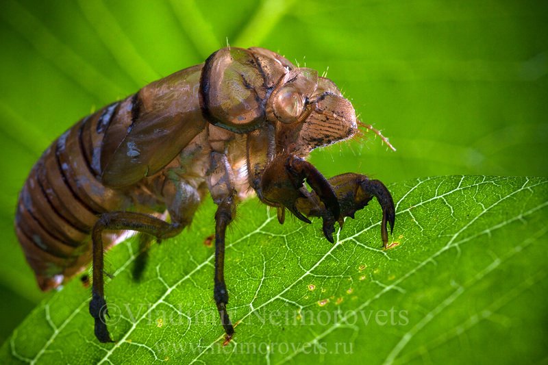 Cicadidae, Cicadinae, Dzhankhot, Krasnodar Territory, Lyristes plebejus, Northwestern Caucasus, Russia, animal, animals,cicada, exuvia, frame, insect, insecta, insects, macro, nature, skin Дракон // Dragon фото превью