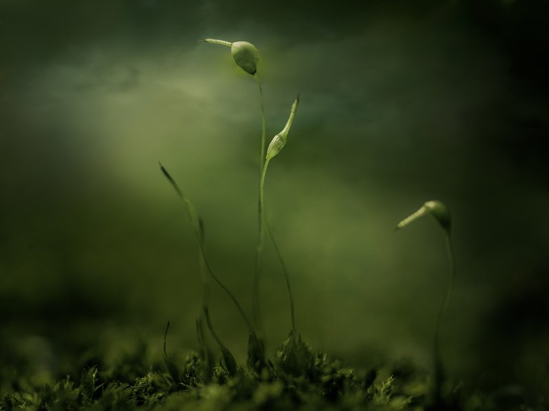 ...темная история любвиphoto preview