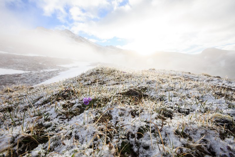 Первоцветы альпийских луговphoto preview