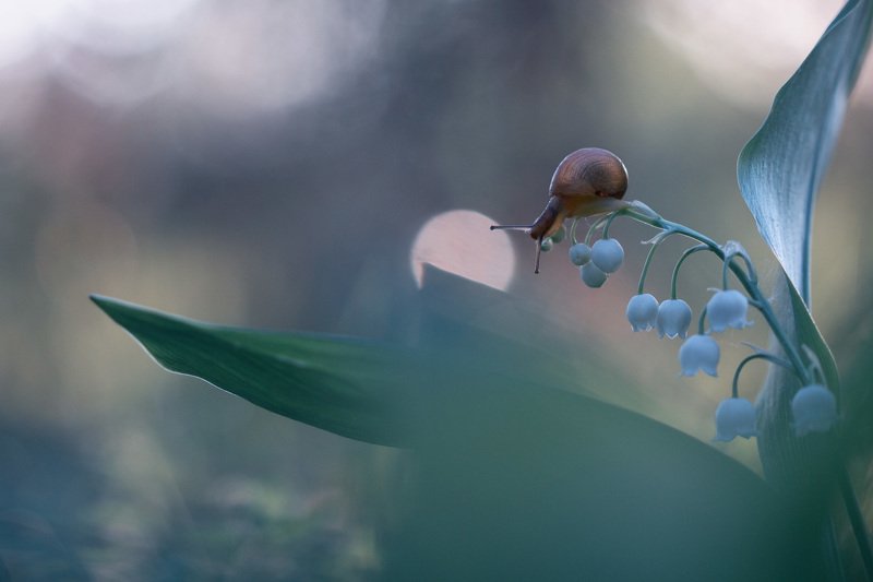 улитка, весна, май, ландыши, лес, цветы, природа, макро, маромир Гармонияphoto preview