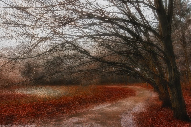 landscape, travel, nature, tree, forest, art, mood, road, netherlands Dancing Redphoto preview