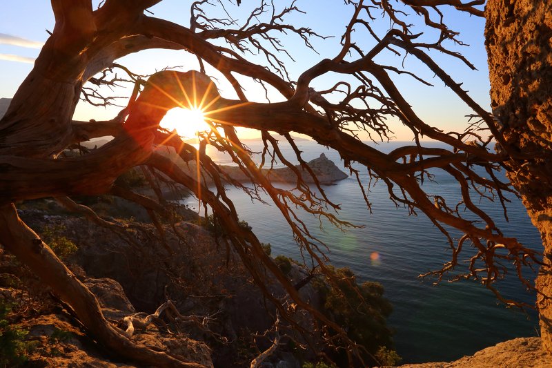 крым, новый свет, можжевельник, капчик, рассвет, восход, дерево, лучи through the branchesphoto preview