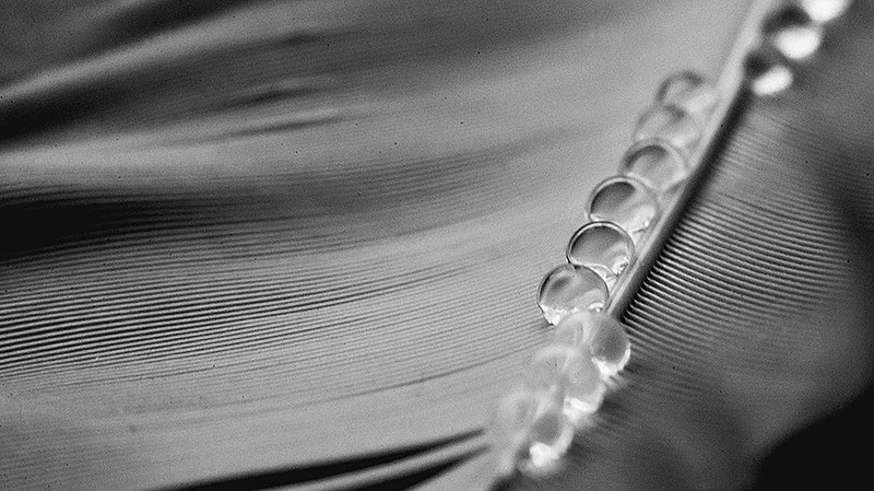 Гусиный ритмphoto preview