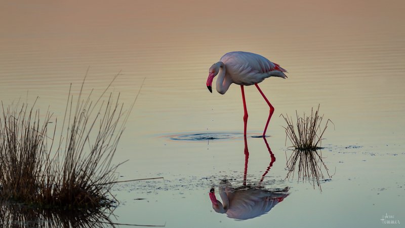 Flamingophoto preview