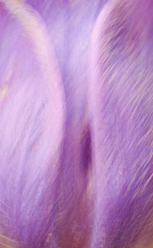 сон-трава, растение, абстракция Воображениеphoto preview