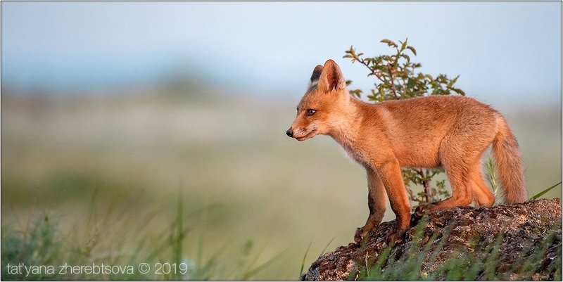 my-mriya, fox Лисятаphoto preview