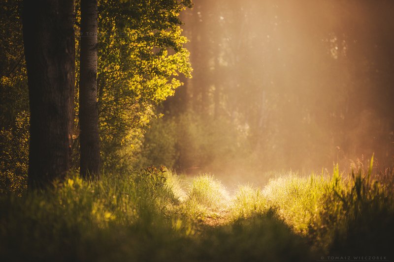 forest, poland, polish, landscape, sunrise, sunset, mood, beautiful, amazing, awesome, adventure, explore, travel, light, morning The Lightphoto preview
