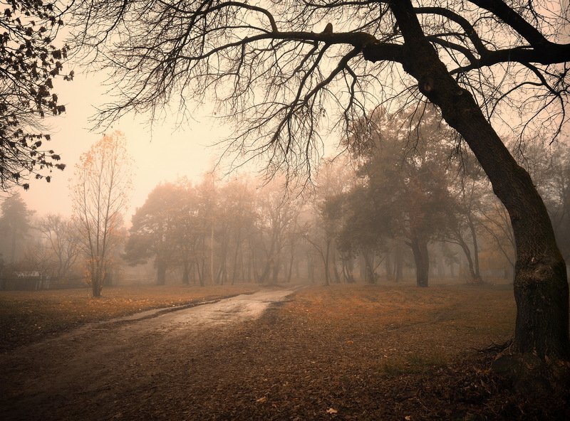 gomel belarus fog tree беларусь гомель туман осень Foggyphoto preview