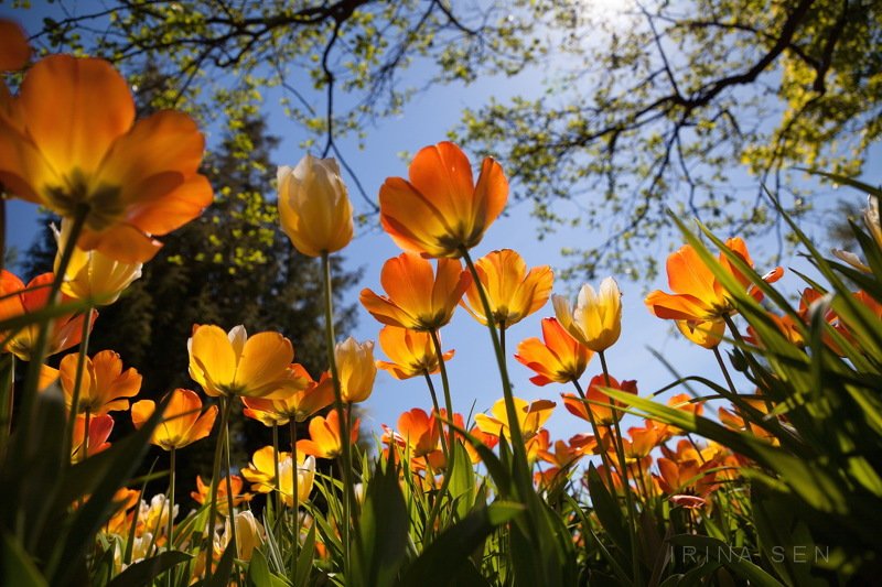 Елагин остров, Санкт-Петербургphoto preview