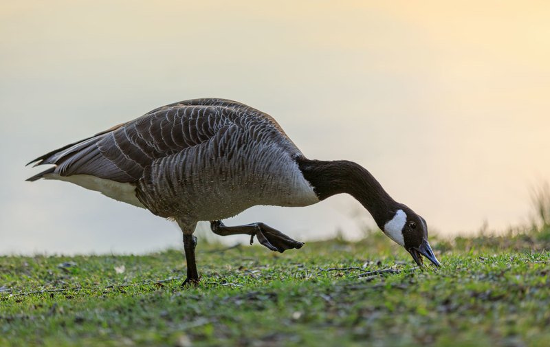 Канадский гусь на финской травкеphoto preview