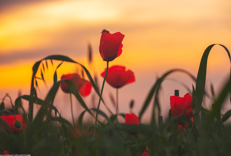 Дети майского солнца фото превью