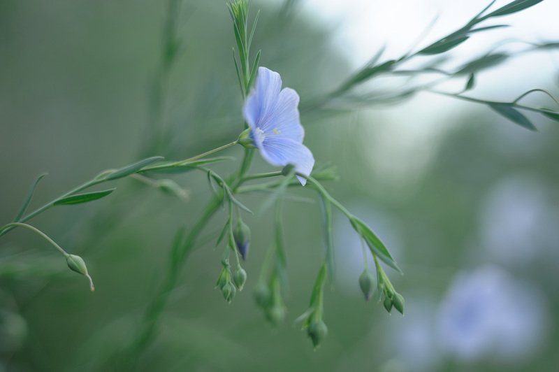 лён, цветки льна, растительность тамани, растительность кубани, флора Льняная серия с берега Кубаниphoto preview