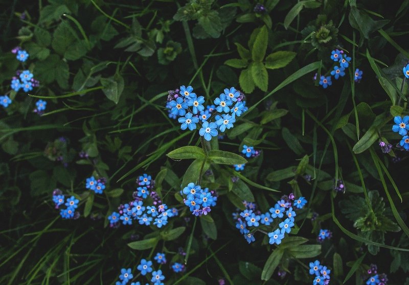 My Love фото превью