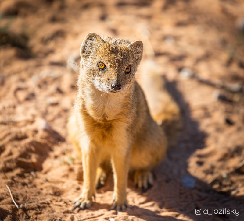 Сute mongoosephoto preview