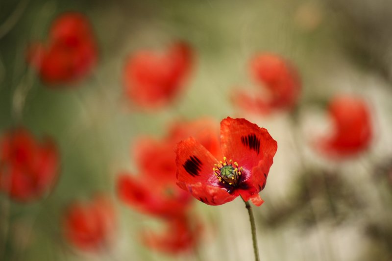 маки,цветы,весна Макиphoto preview