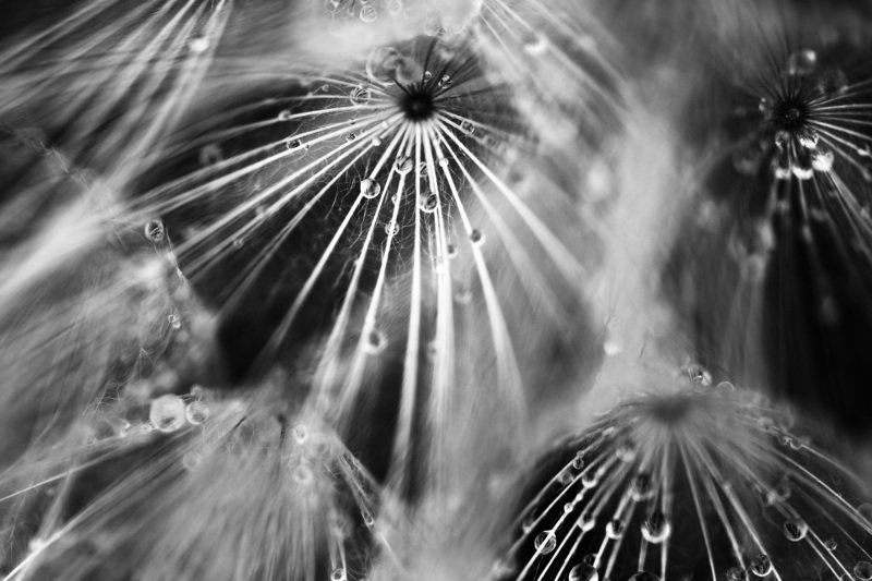 dropletsphoto preview