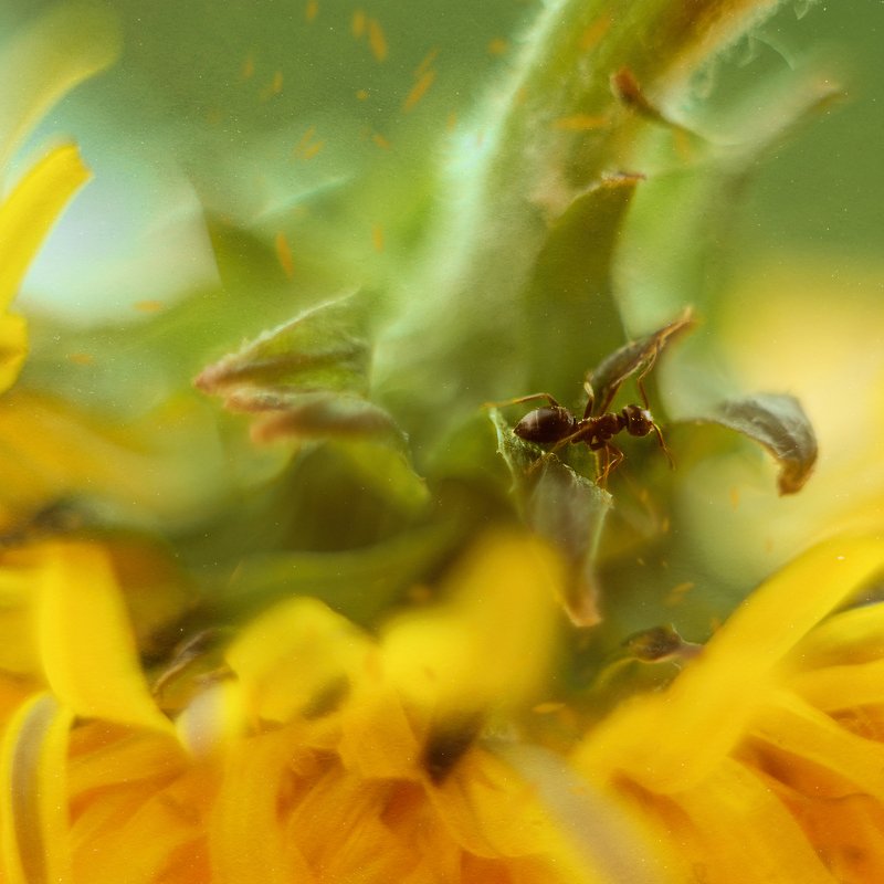 макро муравей гелиос  приключения муравьишкиphoto preview