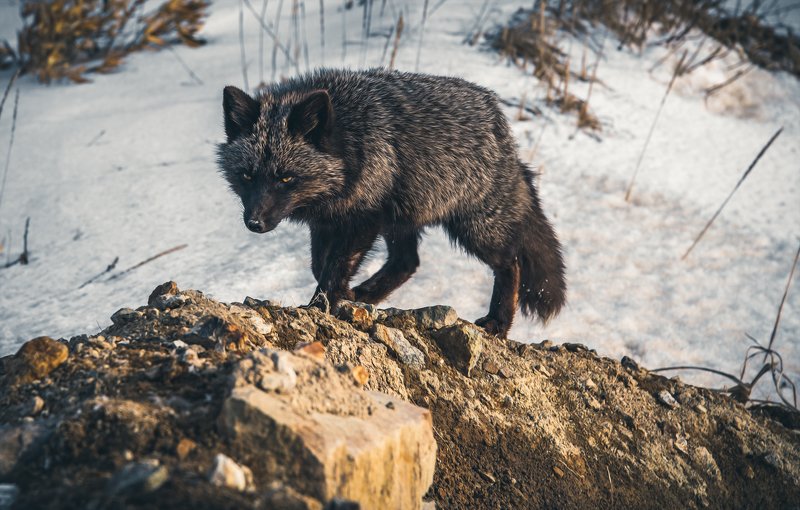 лиса животные Хозяинphoto preview