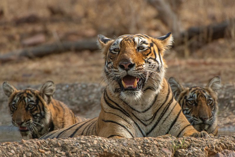 тигр   индия \