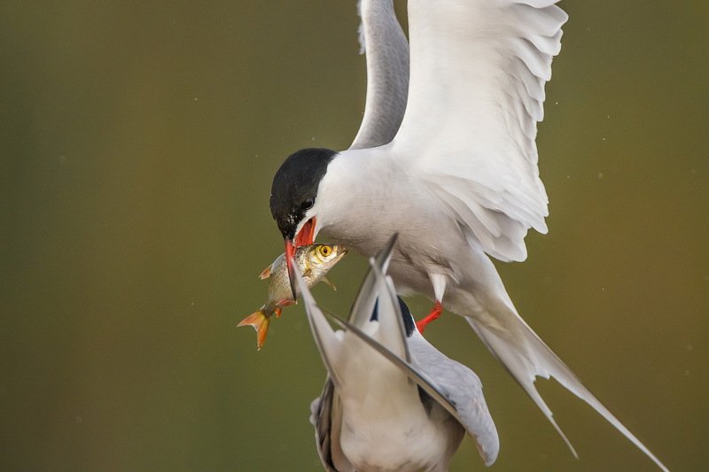Передача.photo preview