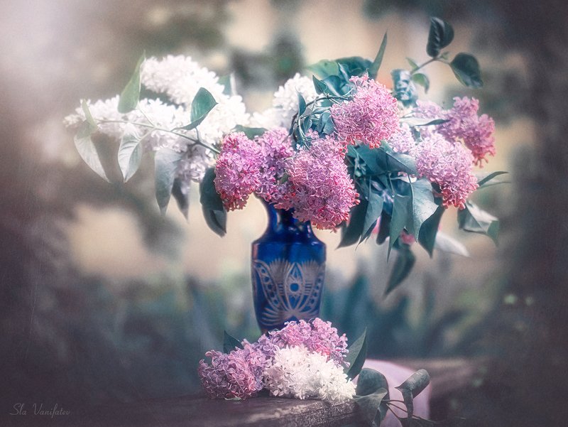 Сиренька...photo preview