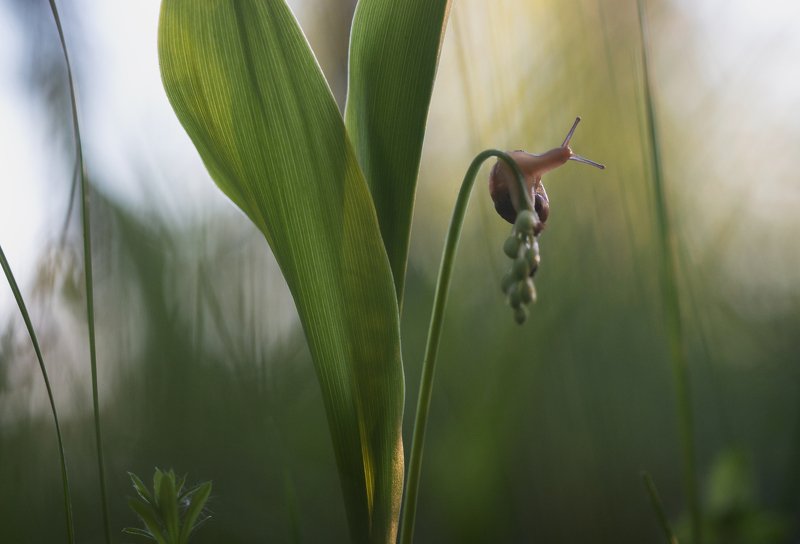 snail, улитка, macro, макро, природа, nature, лес, forest, ландыши Между небом и землёйphoto preview