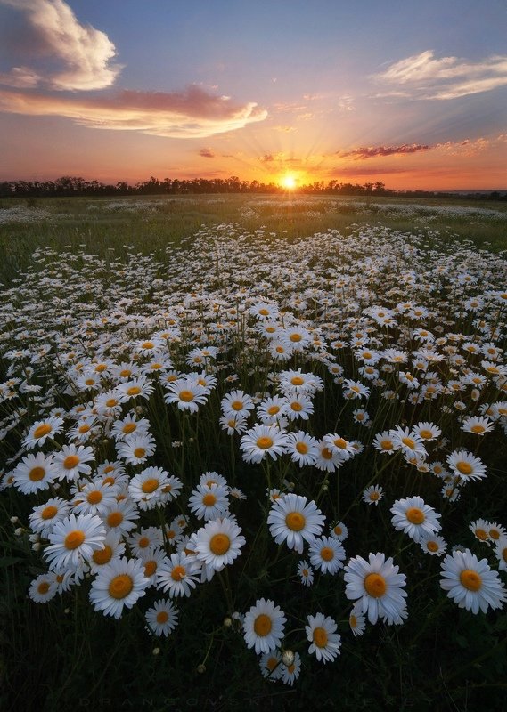 Ромашковый закатphoto preview