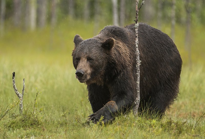 bear, brown, wild, wildlife, ursus, arctos, animals, animal, forest, Bearphoto preview
