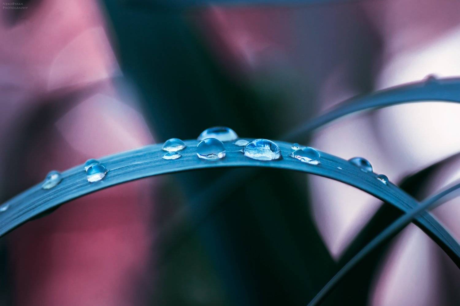 ***. Автор: Тараненко Анжелика макро, роса, природа, капли, листья, весна, макро, роса, природа, капли, листья, весна,, Тараненко Анжелика