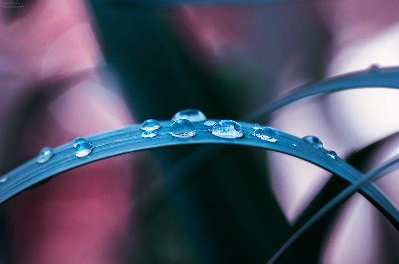 макро, роса, природа, капли, листья, весна, макро, роса, природа, капли, листья, весна, ***photo preview