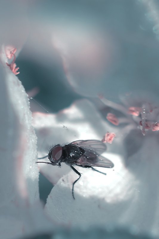 Пробуждениеphoto preview