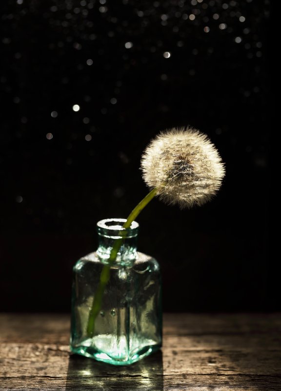 Одинокий пушистик...photo preview