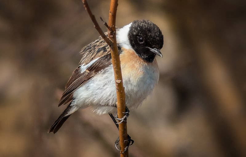 птицы,сеевер,чекан черноголовый ,коми,печора,анималистика чекан черноголовыйphoto preview