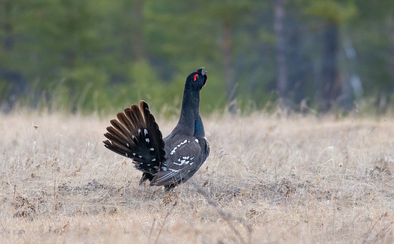 Глухарьphoto preview