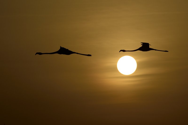 птицы birds Заходящее солнцеphoto preview