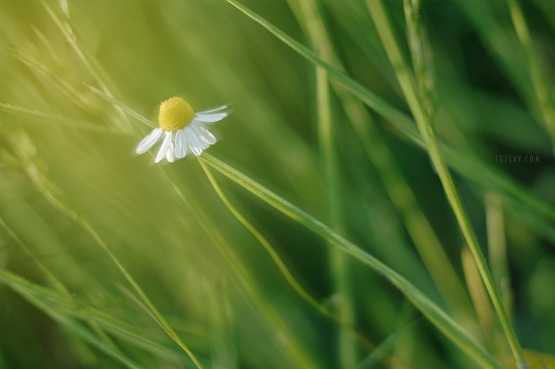 ромашка, трава, флора Про ромашку в траве...photo preview