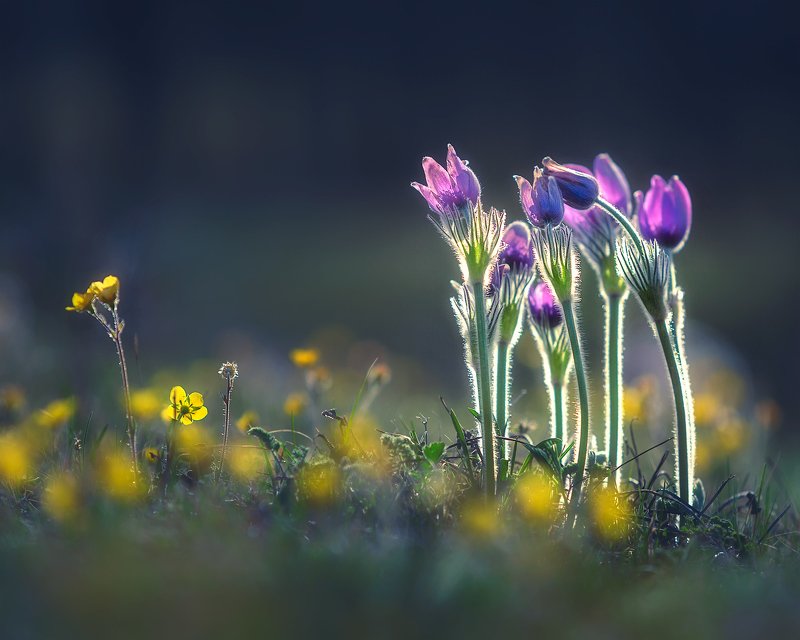 Весна идет!photo preview