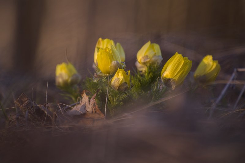 макро, цветы, первоцвет, природа Огни весныphoto preview