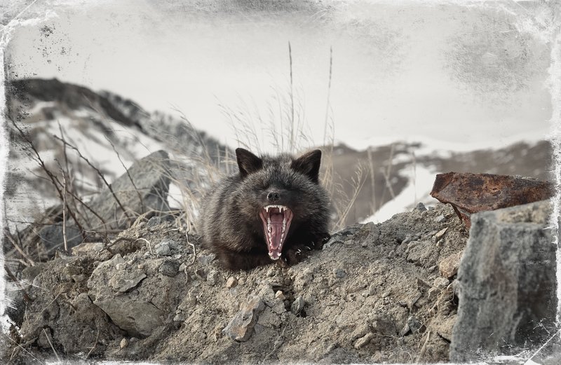 пейзаж животные лиса Крикphoto preview