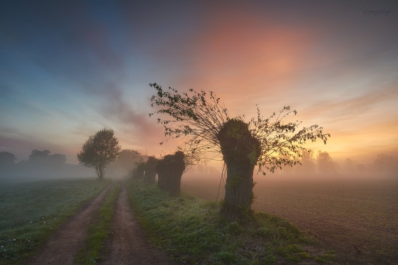 morning, ner, morning, dawn, spring, fog, willow, trees Foggy morning...photo preview