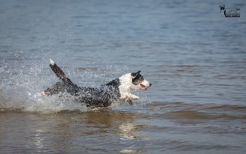 вельш корги, собака, лето Сезон брызг открыт!photo preview