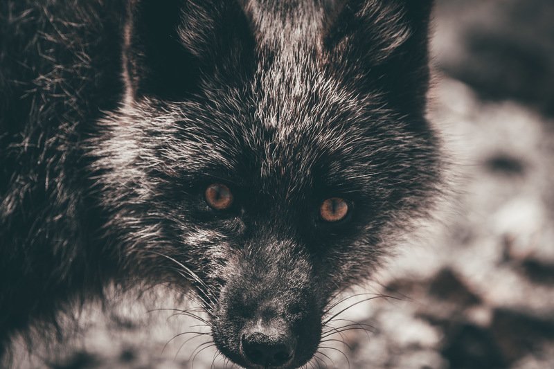 лиса Добрый вечерphoto preview