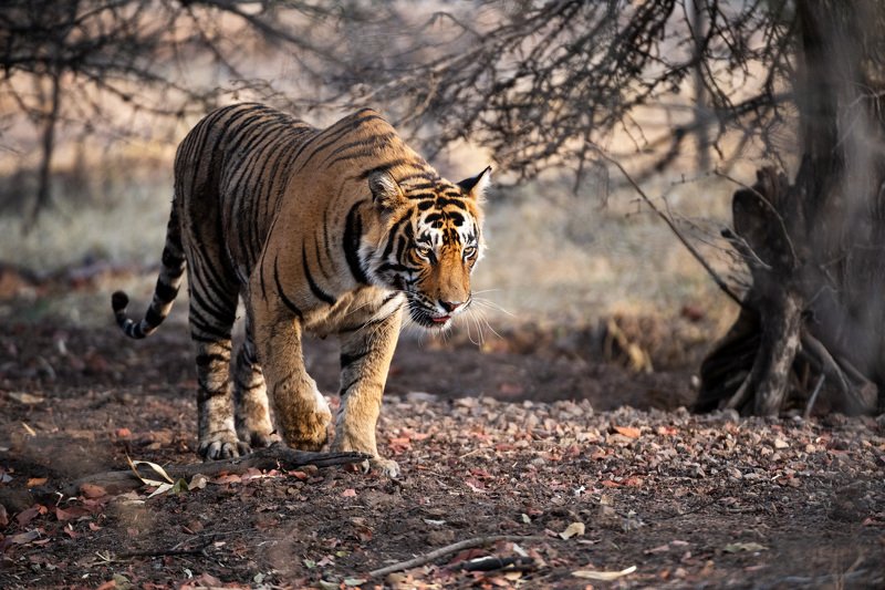 индия Летящей походкойphoto preview