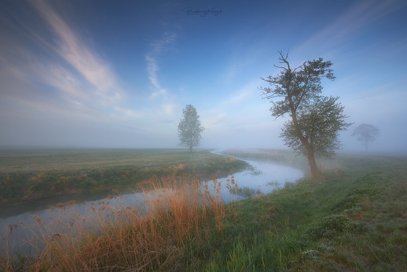 morning, ner, morning, dawn, spring, fog, willow, trees, river, nature photo preview