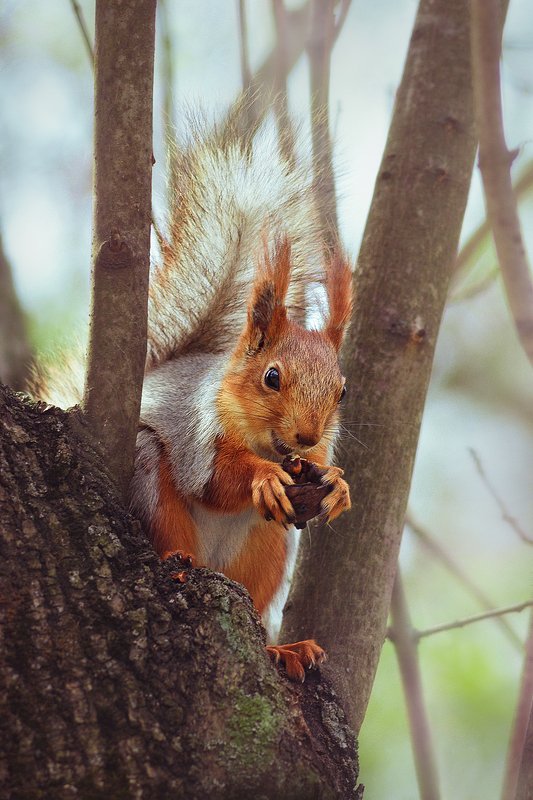 moment, момент, beautiful, красивый, nature, природа, wildlife, живая, manual lens, мануальная оптика, юпитер-37а, animal, животное, red, рыжая, squirrel, белка, nut, орех, gnaws, грызет, happy, счастливая, spring, весна, Счастье есть! ;)photo preview